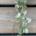 Ceropegia woodii (Lampášik) ´VARIEGATA´, kont. P11 , výška ⌀ 10 cm